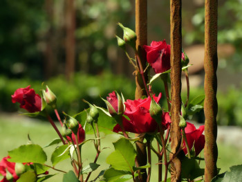Jarní řez růží 