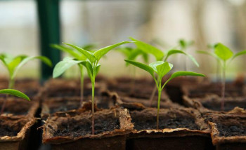 Hnojiva – jak pomoci rostlinám k maximálnímu růstu